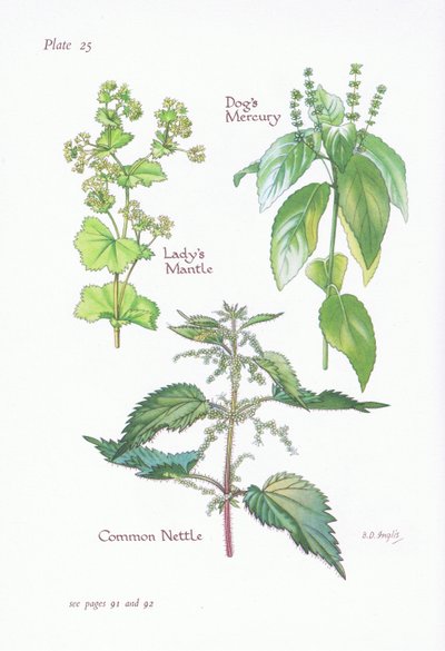Alchémille, Mercuriale annuelle, Ortie commune, 1951 - Bessie D. Inglis