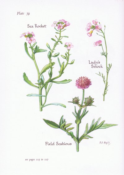 Cardamine des prés ou Cresson des prés, Scabieuse des champs, Roquette de mer, 1951 - Bessie D. Inglis