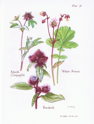 Potentille des marais, Bardane, Benoîte des ruisseaux, 1951 - Bessie D. Inglis