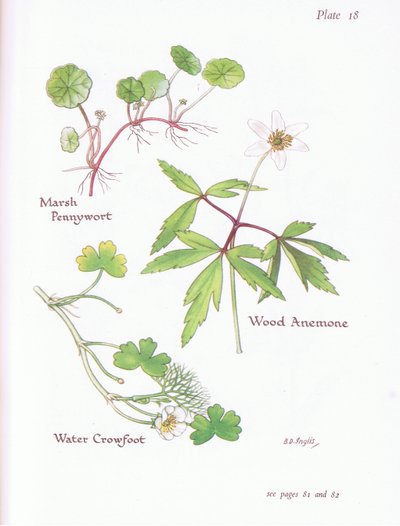 Hydrocotyle, Anémone des bois, Renoncule aquatique, 1951 - Bessie D. Inglis