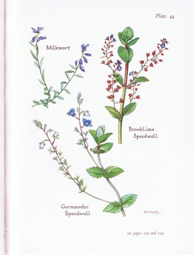 Polygale, Véronique des ruisseaux, Véronique, Germandrée Véronique - Bessie D. Inglis