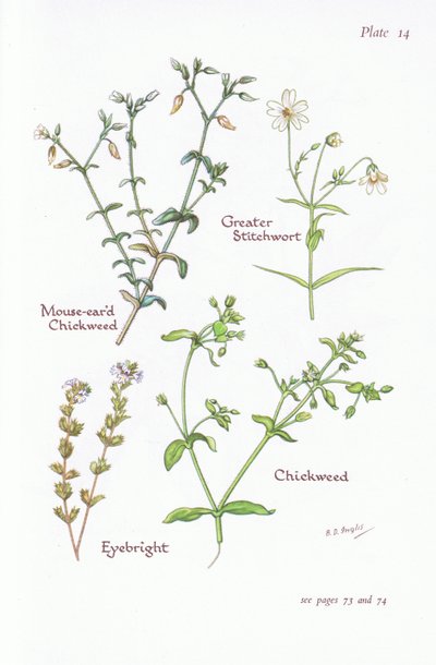 Stellaire holostée, Stellaire intermédiaire, Stellaire, Euphrasie, 1951 - Bessie D. Inglis