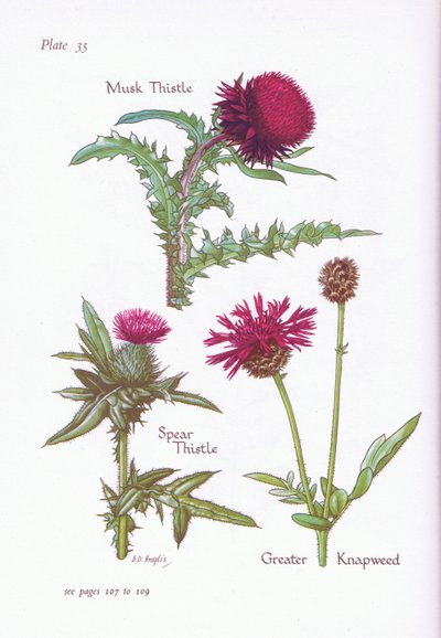 Chardon penché, Chardon des champs, Centaurée scabieuse, 1951 - Bessie D. Inglis