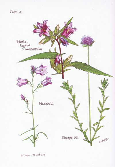 Campanule à feuilles d