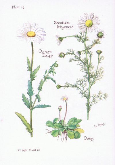 Camomille inodore, Pâquerette, Marguerite, 1951 - Bessie D. Inglis