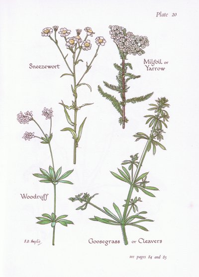 Achillée ptarmique, Achillée millefeuille, Aspérule odorante, Gaillet gratteron, 1951 - Bessie D. Inglis