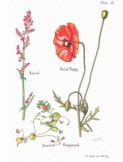 Oseille, Mouron rouge, Coquelicot, 1951 - Bessie D. Inglis