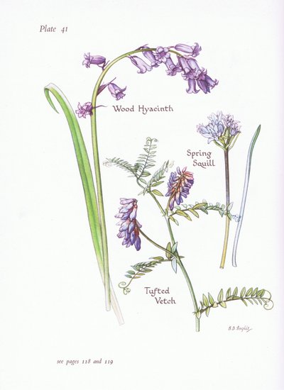 Scille de printemps, Jacinthe des bois, Vesce cracca, 1951 - Bessie D. Inglis