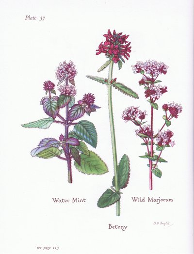 Menthe aquatique, Marjolaine sauvage, Bétoine, 1951 - Bessie D. Inglis
