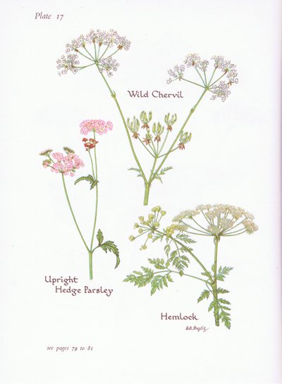 Cerfeuil sauvage, Ciguë, Torilis, 1951 - Bessie D. Inglis