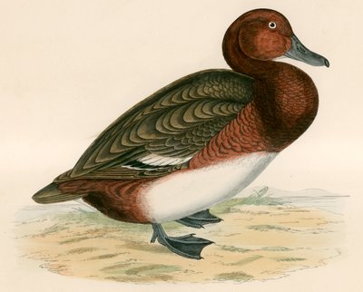 Canard ferrugineux - Beverley R. Morris