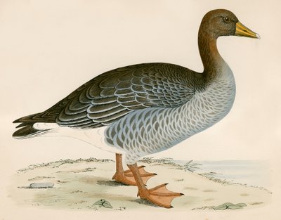 Oie cendrée - Beverley R. Morris