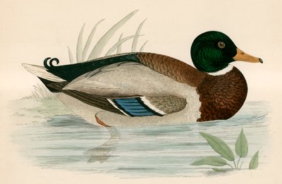 Canard colvert - Beverley R. Morris