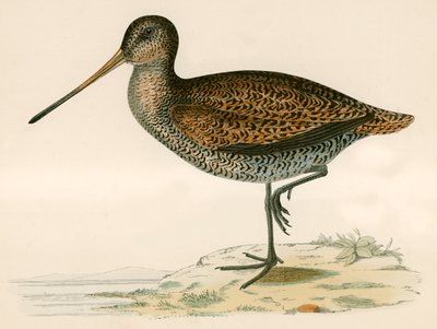 Bécassine de Sabine - Beverley R. Morris
