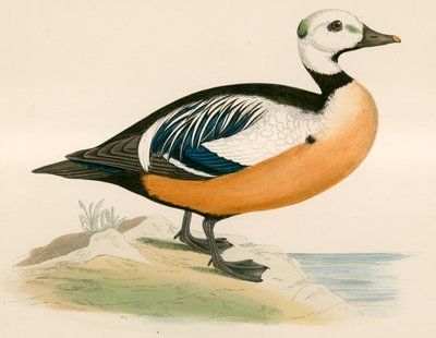 Canard de Steller - Beverley R. Morris