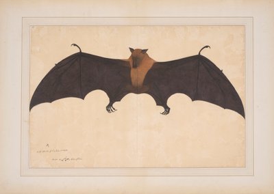 Une grande chauve-souris indienne ou renard volant (Ptreopus Giganteus) - Bhawani Das
