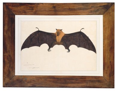 Grande chauve-souris fruitière indienne - Bhawani Das