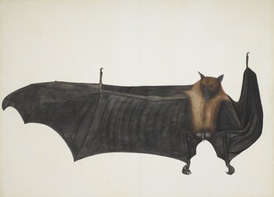 Grande chauve-souris indienne - Bhawani Das