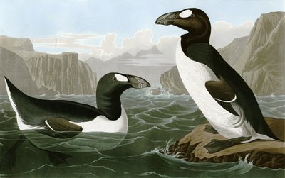 Grand Pingouin - Bird Artist of America. John James Audubon