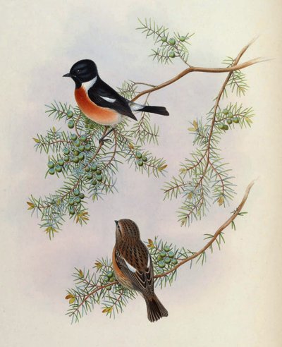 Saxicola maurus indicus, sur Juniperus formosana. De The Birds of Asia (John Gould), Volume 4 - BirdsAsiaJohnGoIVGoul_0144.jpg