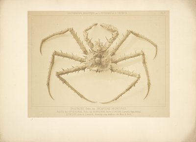 [Crabe] - Bisson Frères