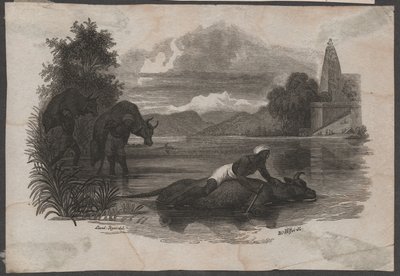 Les fermiers transportent du bétail mort, vers 1850 (gravure) - Blasius Höfel