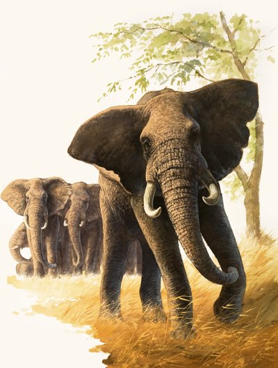 Eléphant mâle gardant les femelles et leurs petits - Bob Hersey