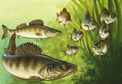 Brochet - Bob Hersey