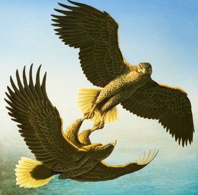Sea Eagles (gouache sur papier) - Bob Hersey