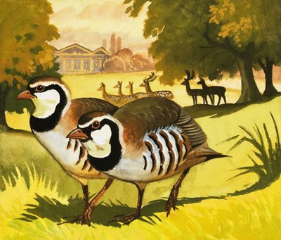La perdrix à pattes rouges - Bob Hersey