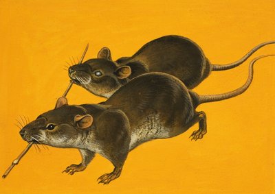 Deux souris aveugles - Bob Hersey