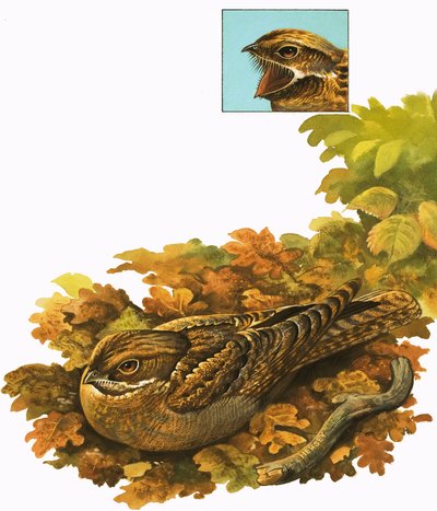 Oiseau non identifié - Bob Hersey