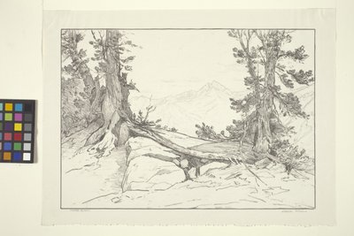 Pins de la Sierra - Bolton Coit Brown