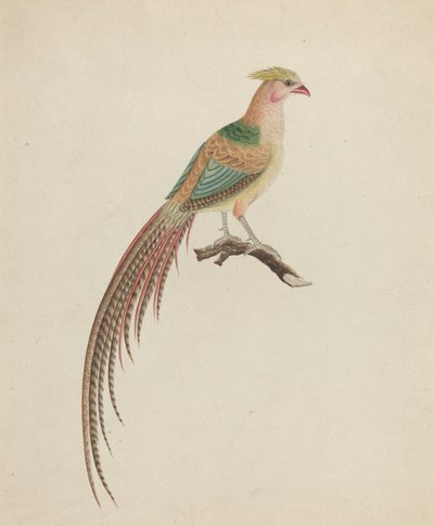 Faisan doré (Chrysolophus pictus) - British 18th Century