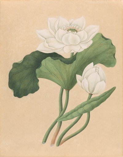 Lotus indien (Nelumbo nucifera) - British 19th Century