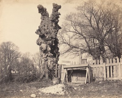 Vieil arbre près de Chatham - British 19th Century