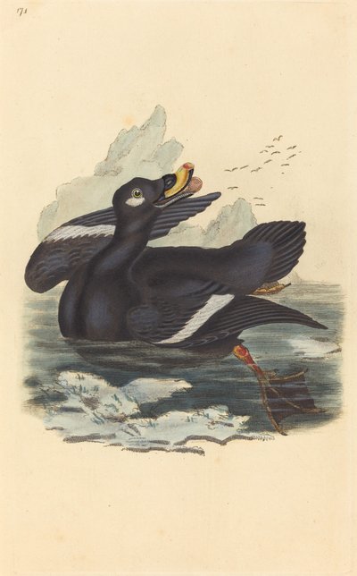 Canard en velours - British 19th Century