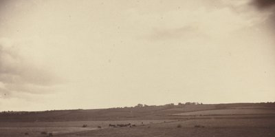 Vue des champs avec des vaches - British 19th Century
