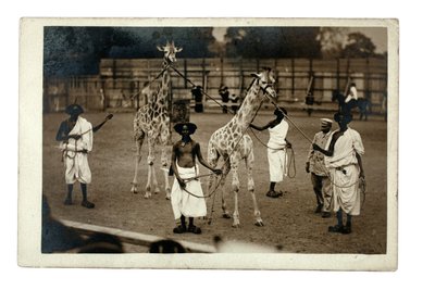 Girafes et leurs gardiens somaliens, vers 1905 - British Photographer