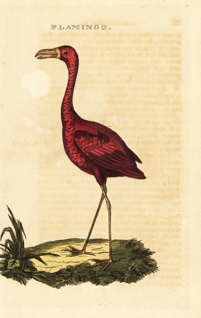 Flamant rose américain, Phoenicopterus ruber - British School