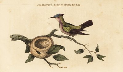 Orthorhyncus cristatus - British School