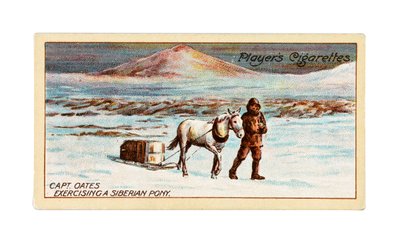 Capitaine L.E.G. Oates exerçant un poney sibérien sur la glace de mer au large du cap Evans - British School