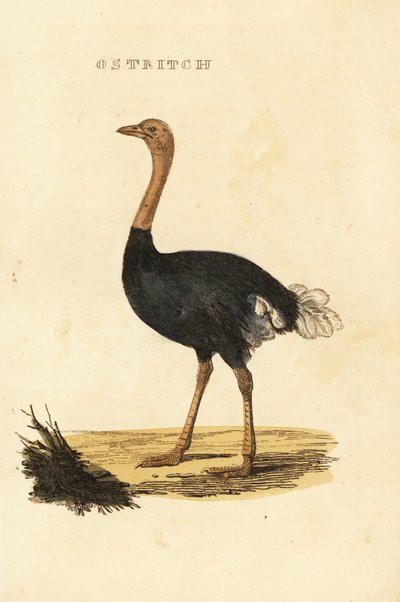 Autruche commune - British School
