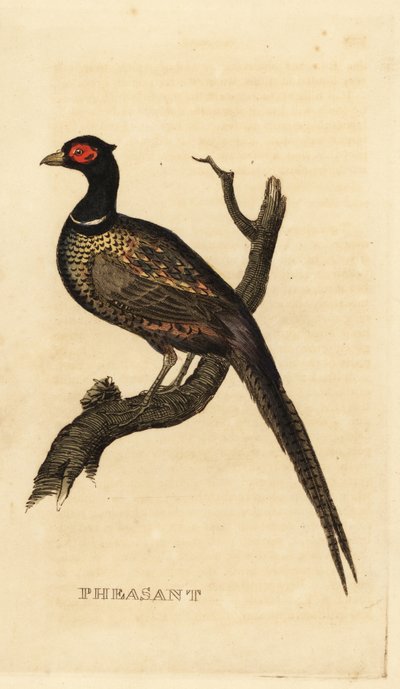 Faisan commun, Phasianus colchicus - British School