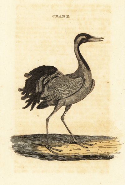 Grue demoiselle, Grus virgo - British School