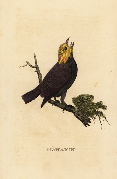 Manakin à tête dorée, Ceratopipra erythrocephala - British School
