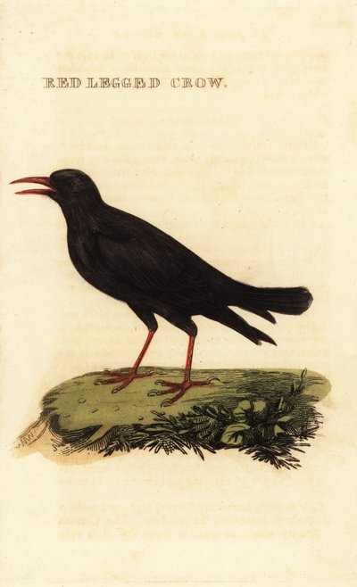 Chocard à bec rouge, Pyrrhocorax pyrrhocorax - British School