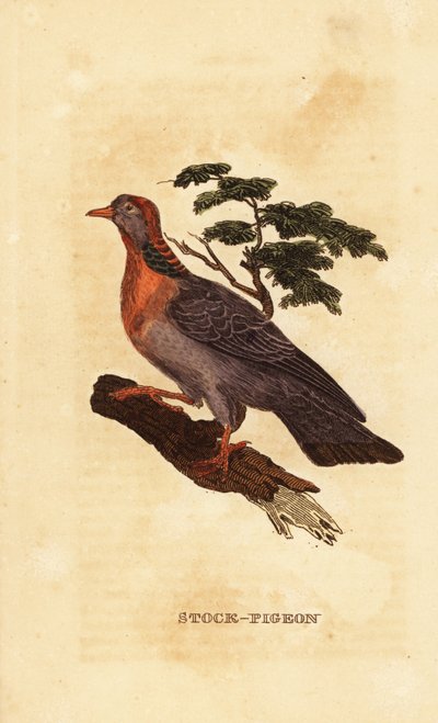 Pigeon colombin, Columba oenas - British School