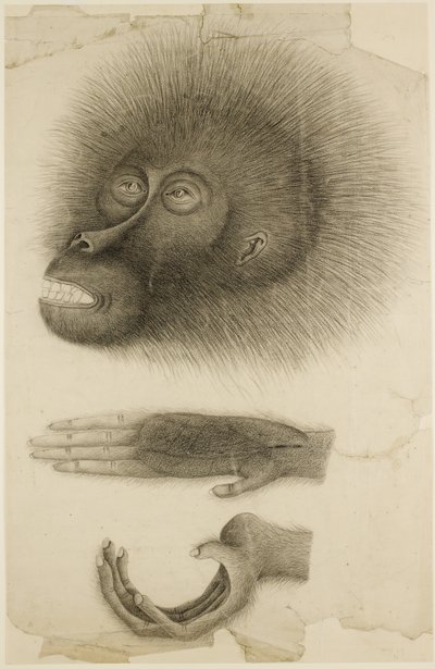 La tête et les mains d