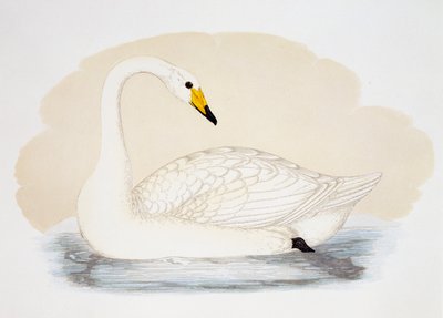 Cygne sauvage (Cygnus cygnus), gravure - British School